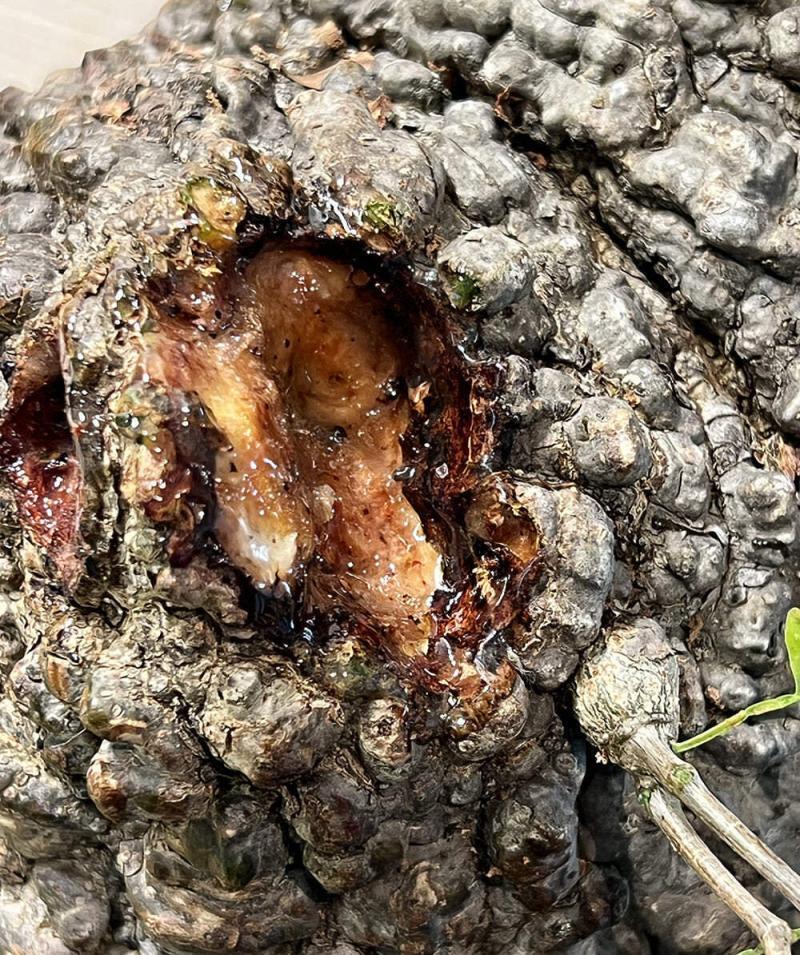 450日目／vol.4】オペルクリカリア・パキプス現地株の発根管理｜植え替え編