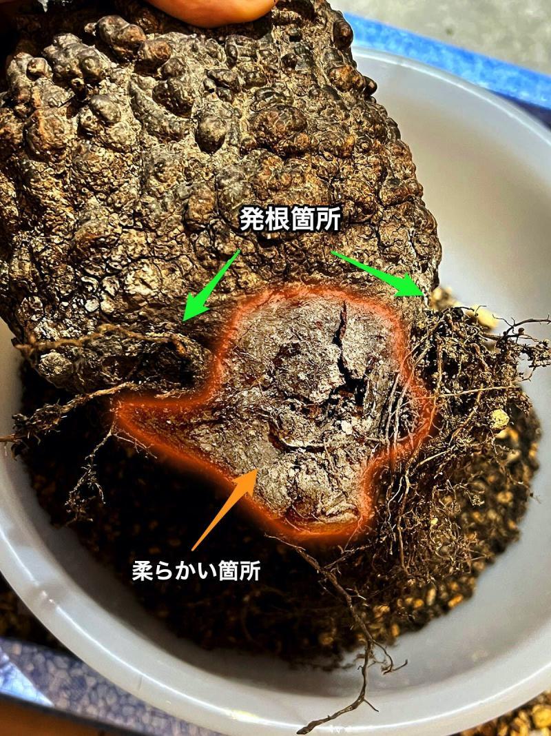 【450日目/vol.4】オペルクリカリア・パキプス現地株の発根管理|植え替え編 14 IMG 2186 re