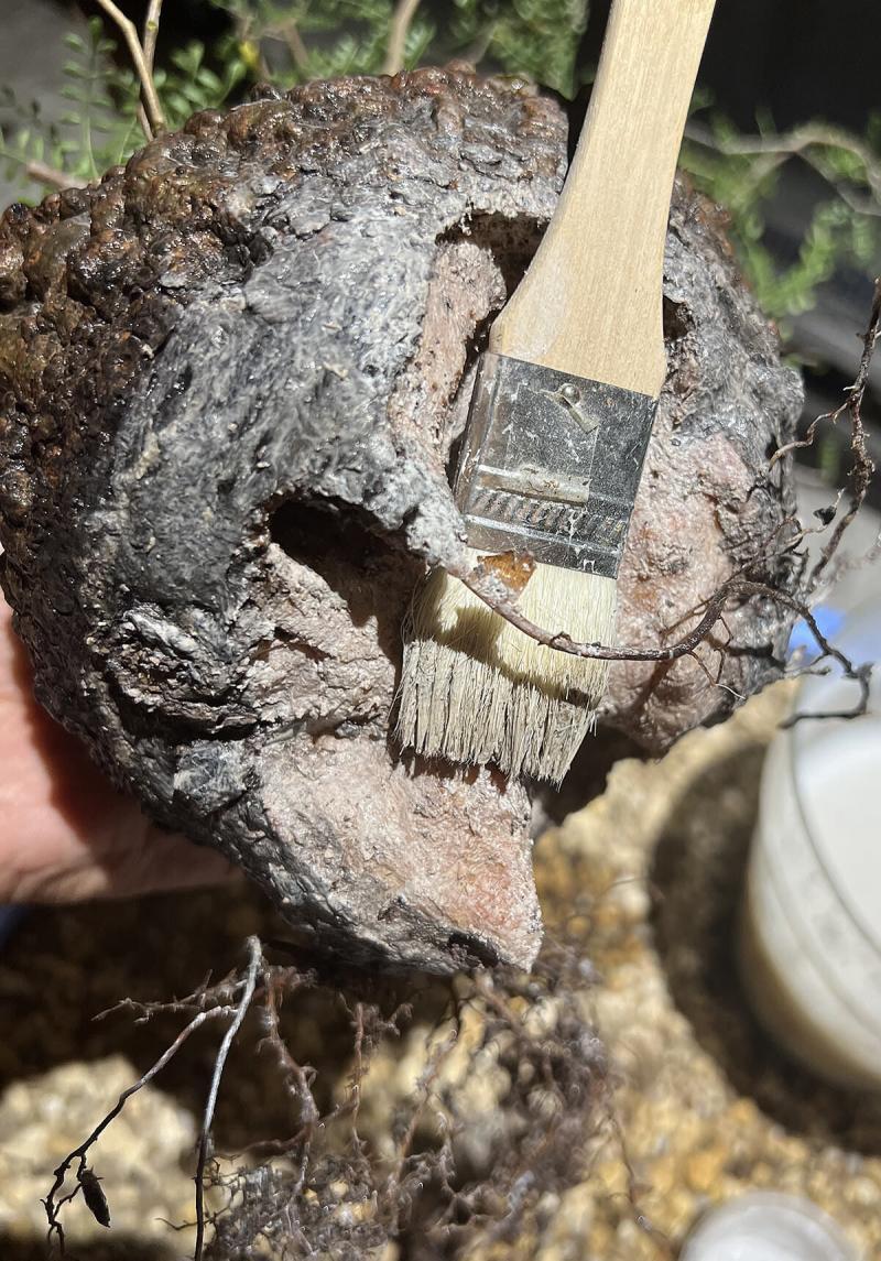 【450日目/vol.4】オペルクリカリア・パキプス現地株の発根管理|植え替え編 23 IMG 2199