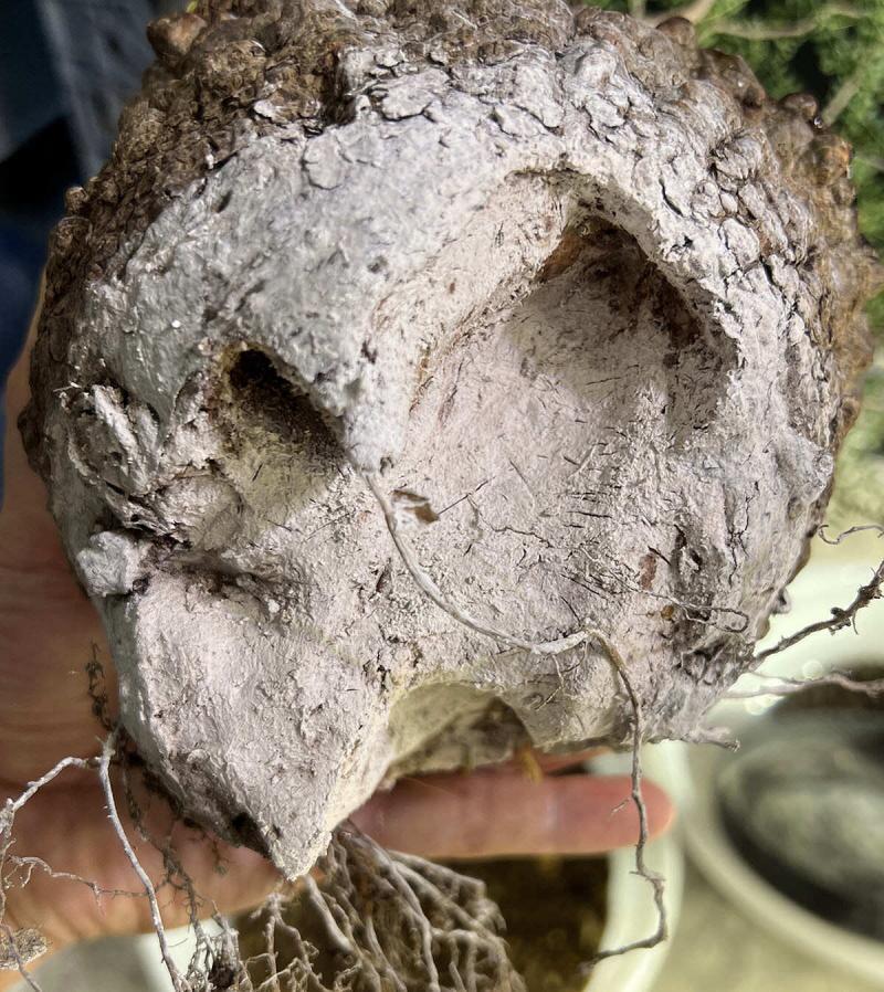 450日目／vol.4】オペルクリカリア・パキプス現地株の発根管理｜植え替え編