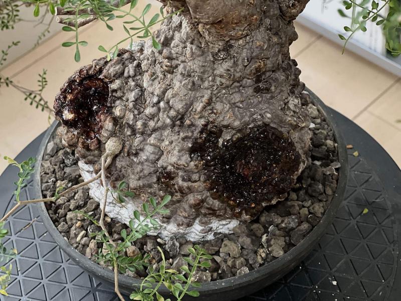 450日目／vol.4】オペルクリカリア・パキプス現地株の発根管理｜植え替え編