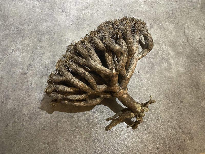 ギラウミニアナ　発根済み ギラウミニアナ 発根済み 【公式通販】