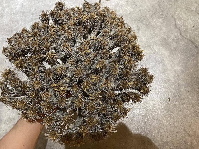 ユーフォルビア・ギラウミニアナの 採種（自家交配）