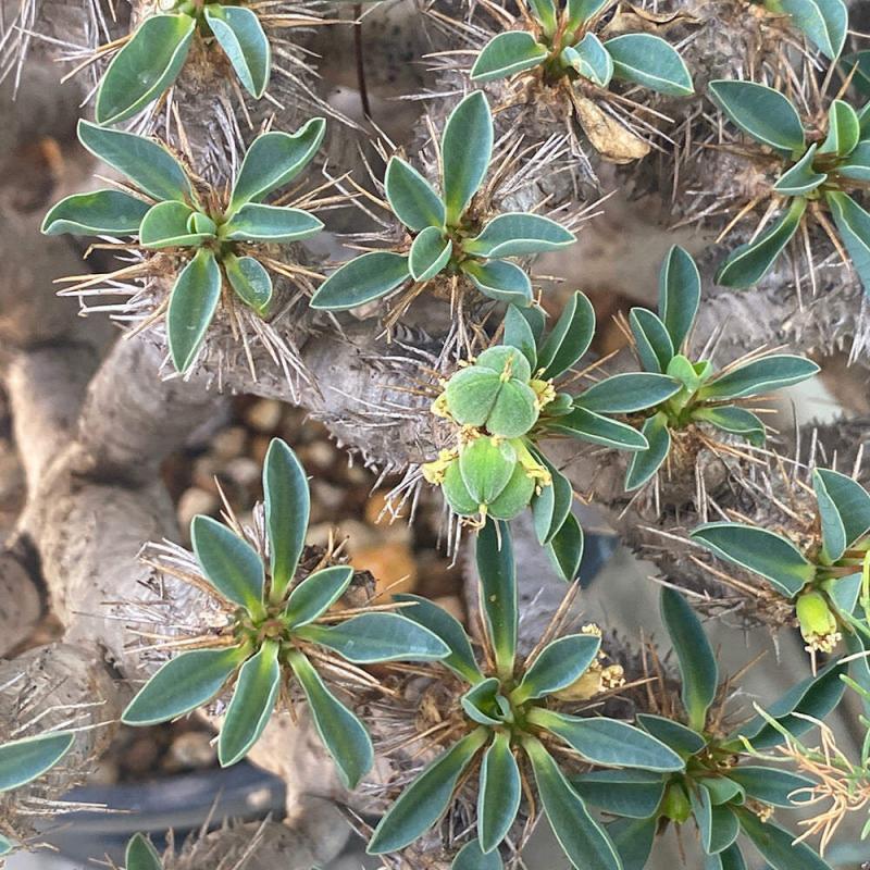 【8/17採取種子３ヶ付】ユーフォルビア　ギラウミニアナ　現地株 ギラウミニアナ | STORES