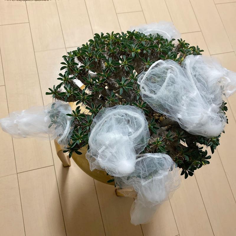 ユーフォルビア・ギラウミニアナの 採種（自家交配）