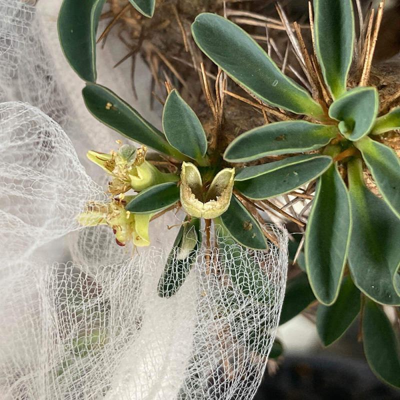 8/17採取種子3ヶ付】ユーフォルビア ギラウミニアナ 現地株 8/17採取