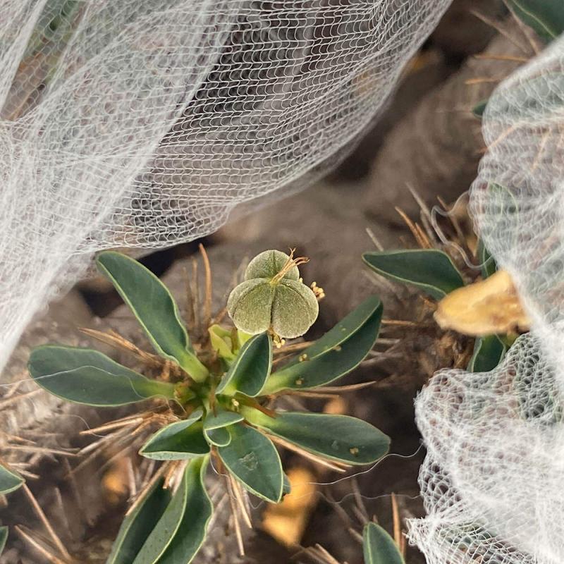 ユーフォルビア・ギラウミニアナの 採種（自家交配）