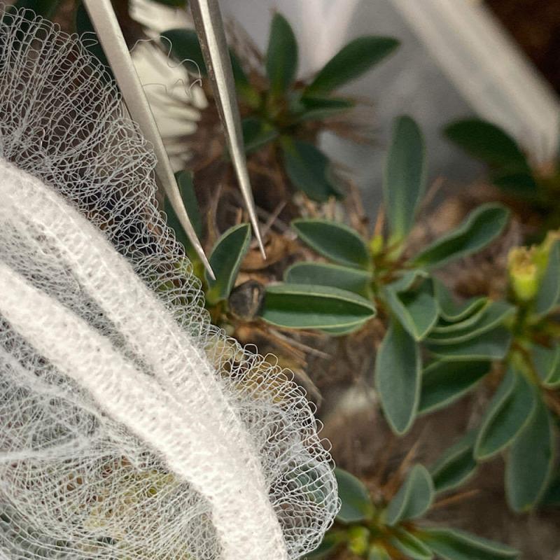 8/17採取種子3ヶ付】ユーフォルビア ギラウミニアナ 現地株 8/17採取種子3