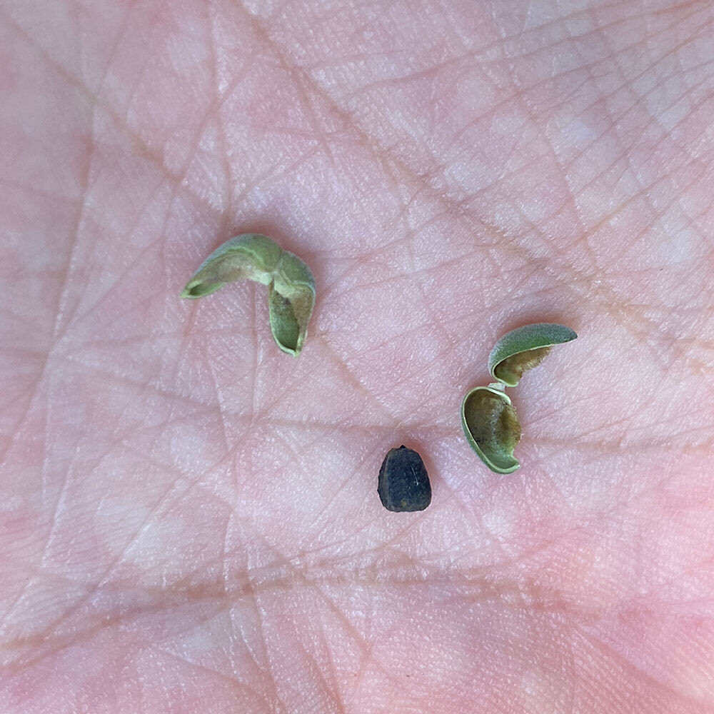 ユーフォルビア・ギラウミニアナの 採種（自家交配）