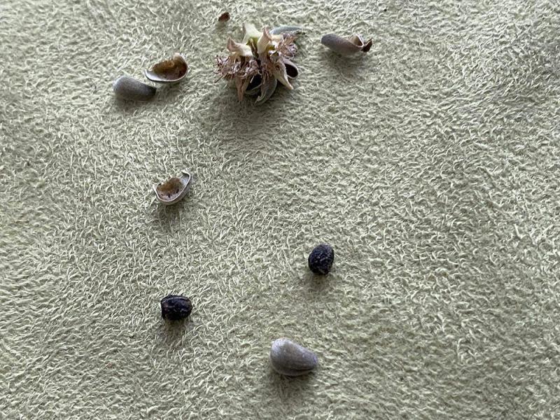 コウ リクエスト追加分 ギラウミニアナ種子40粒 コウ リクエスト追加分