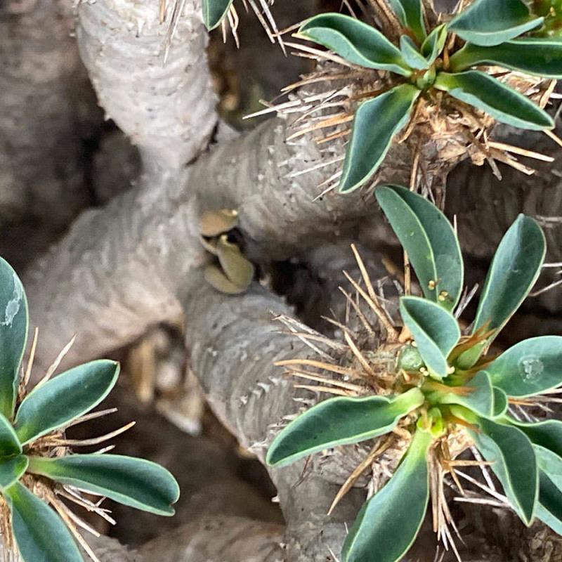 ユーフォルビア・ギラウミニアナの 採種（自家交配）