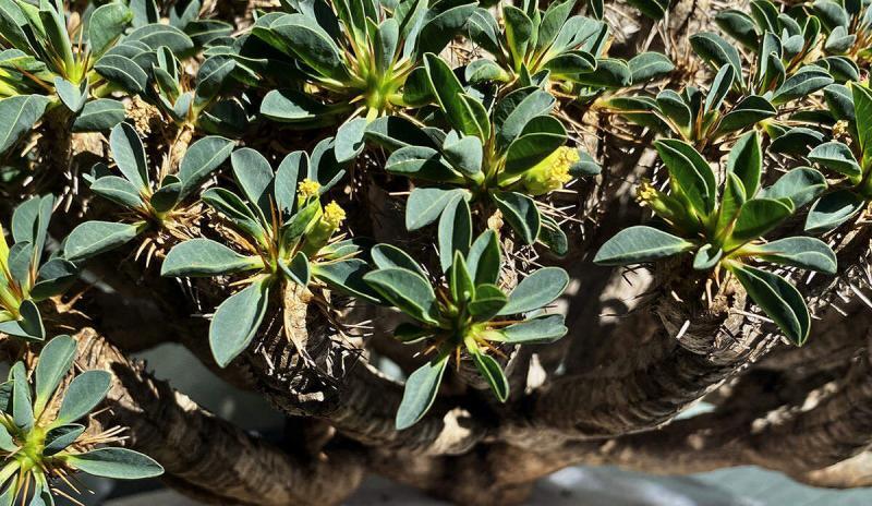 ユーフォルビア・ギラウミニアナの 採種（自家交配）