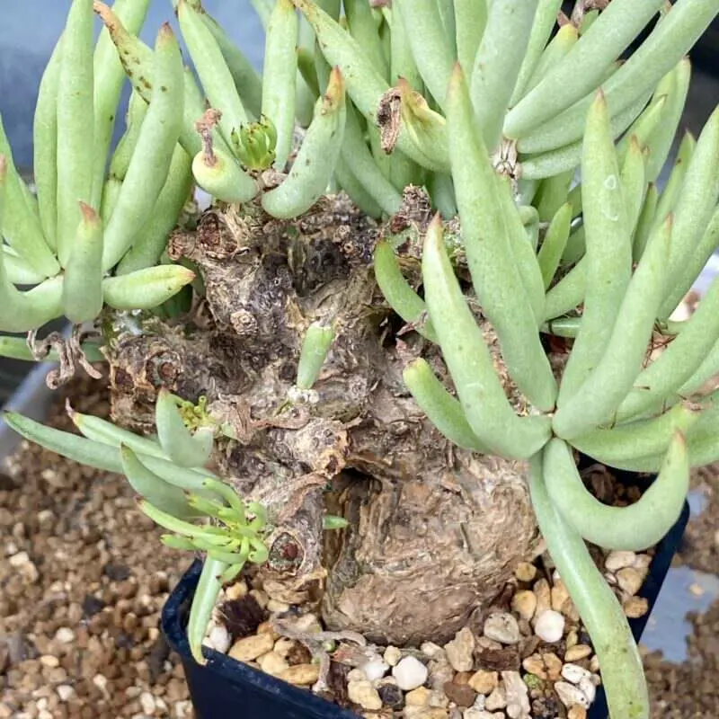 350日目】チレコドン・ペアルソニー Tylecodon pearsonii 現地株の発根