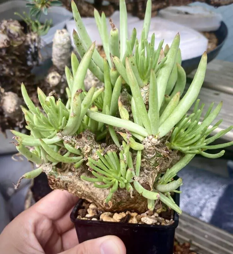 350日目】チレコドン・ペアルソニー Tylecodon pearsonii 現地株の発根