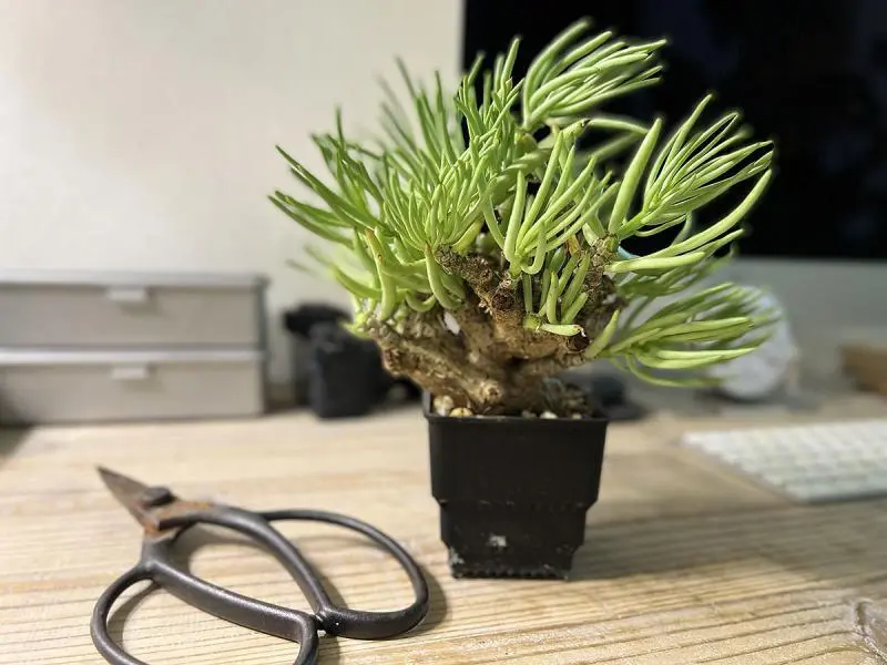 350日目】チレコドン・ペアルソニー Tylecodon pearsonii 現地株の発根