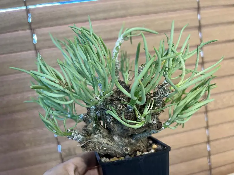 350日目】チレコドン・ペアルソニー Tylecodon pearsonii 現地株の発根