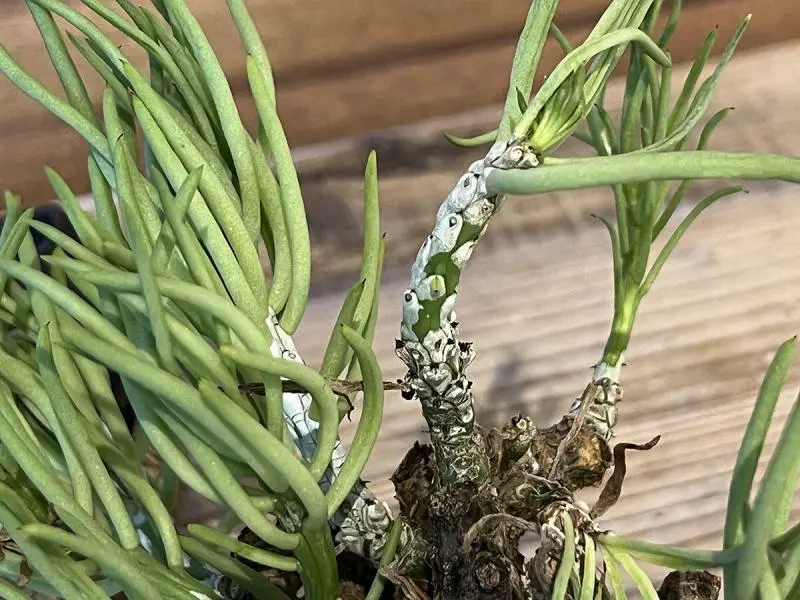 350日目】チレコドン・ペアルソニー Tylecodon pearsonii 現地株の発根