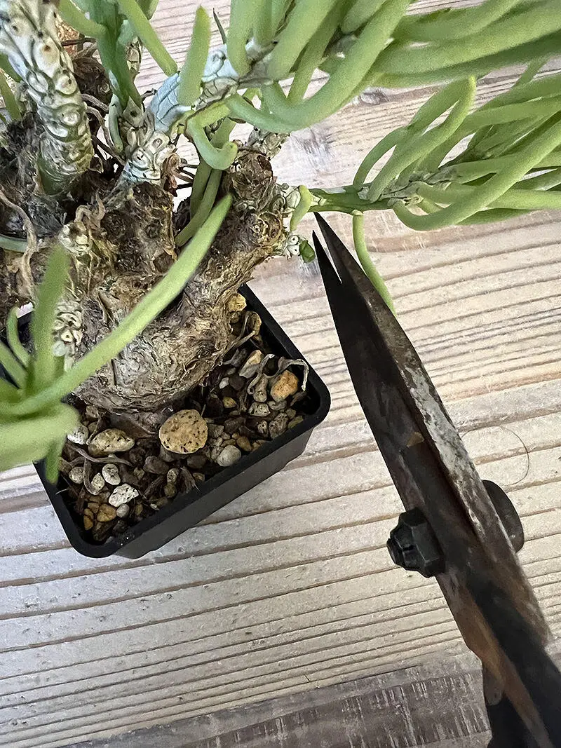 350日目】チレコドン・ペアルソニー Tylecodon pearsonii 現地株の発根