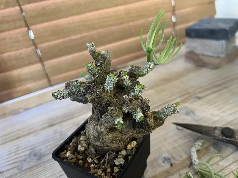 350日目】チレコドン・ペアルソニー Tylecodon pearsonii 現地株の発根