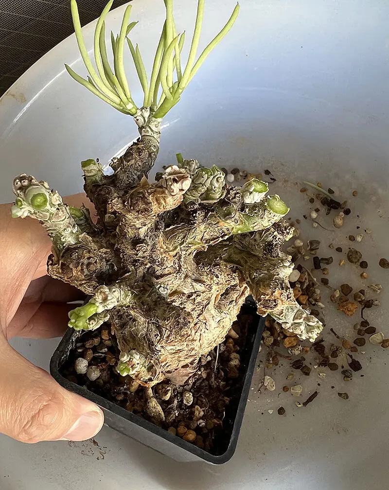 350日目】チレコドン・ペアルソニー Tylecodon pearsonii 現地株の発根