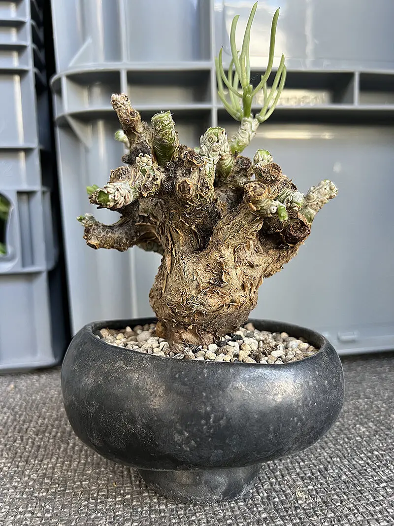 350日目】チレコドン・ペアルソニー Tylecodon pearsonii 現地株の発根