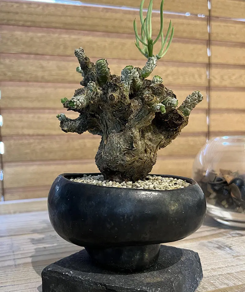 350日目】チレコドン・ペアルソニー Tylecodon pearsonii 現地株の発根