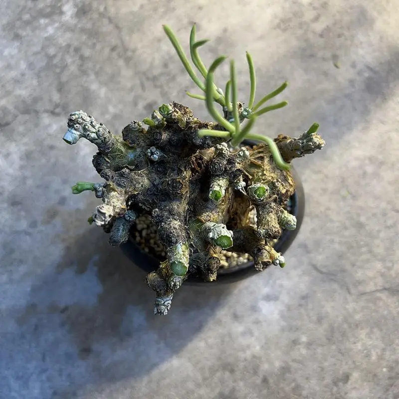 350日目】チレコドン・ペアルソニー Tylecodon pearsonii 現地株の発根