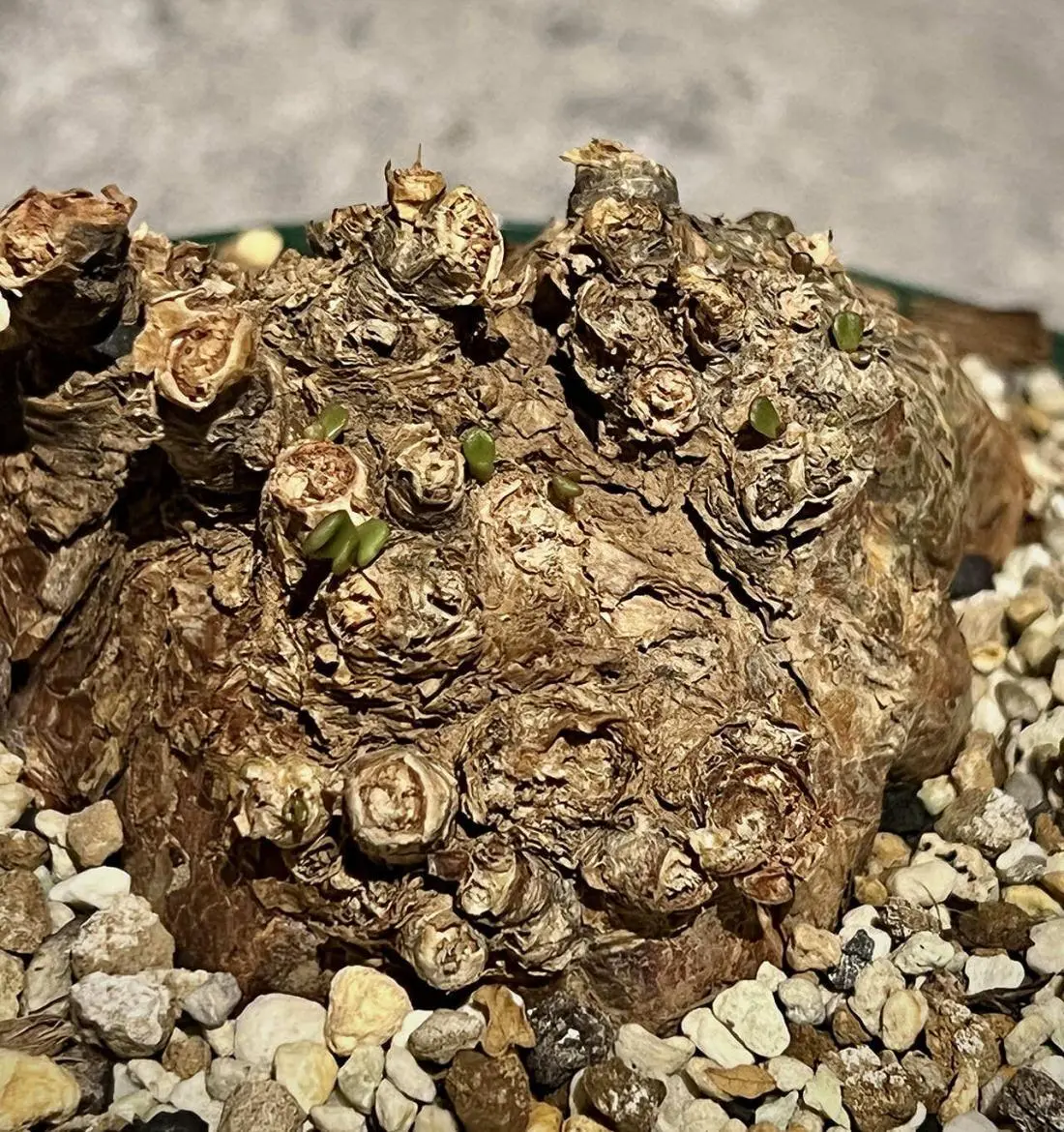 ケラリア・ピグマエア Ceraria pygmaea 現地株の発根管理に関する覚書