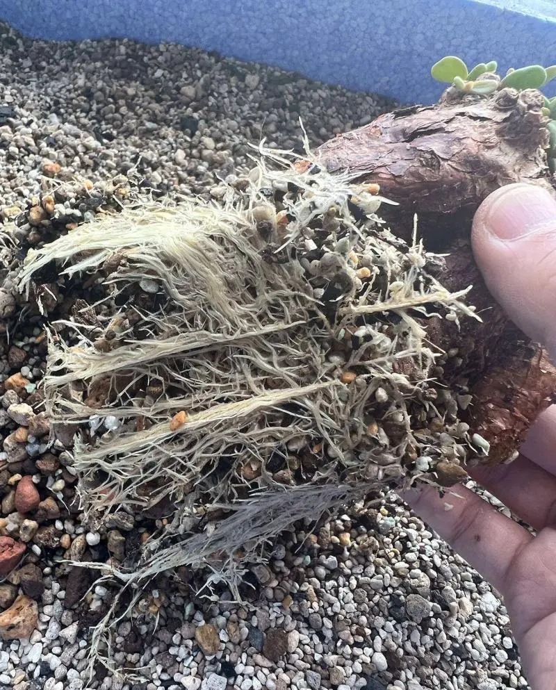 ケラリア・ピグマエア Ceraria pygmaea 現地株の発根管理に関する覚書
