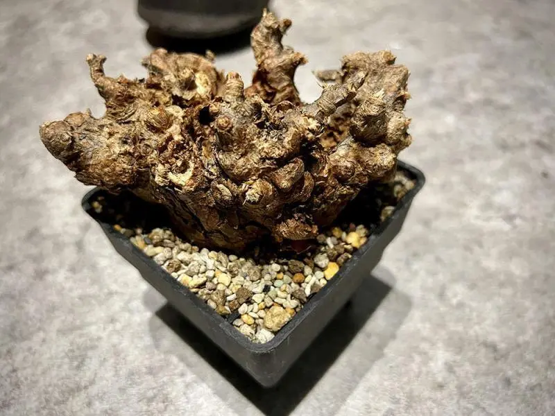 ケラリア・ピグマエア Ceraria pygmaea 現地株の発根管理に関する覚書