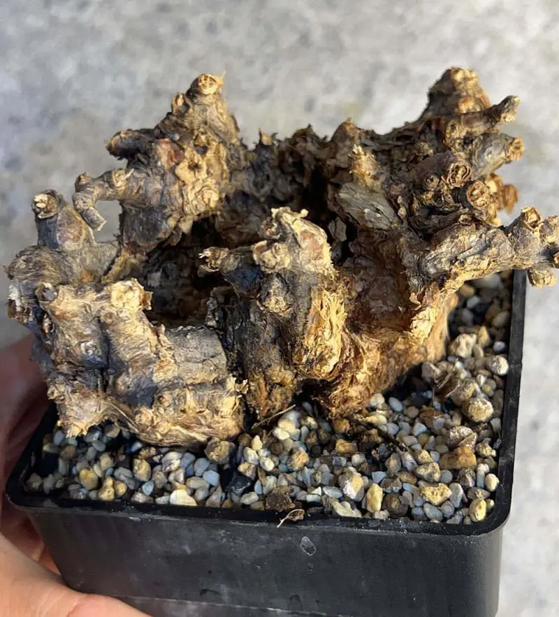 ケラリア・ピグマエア Ceraria pygmaea 現地株の発根管理に関する覚書