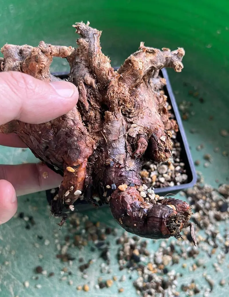 ケラリア・ピグマエア Ceraria pygmaea 現地株の発根管理に関する覚書