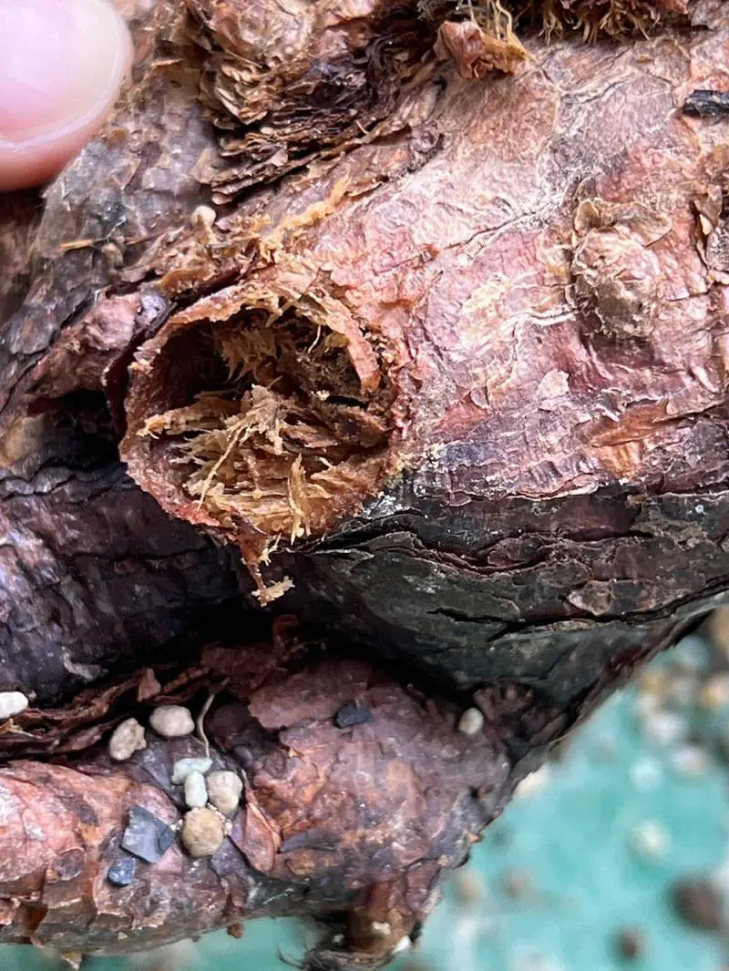 ケラリア・ピグマエア Ceraria pygmaea 現地株の発根管理に関する覚書