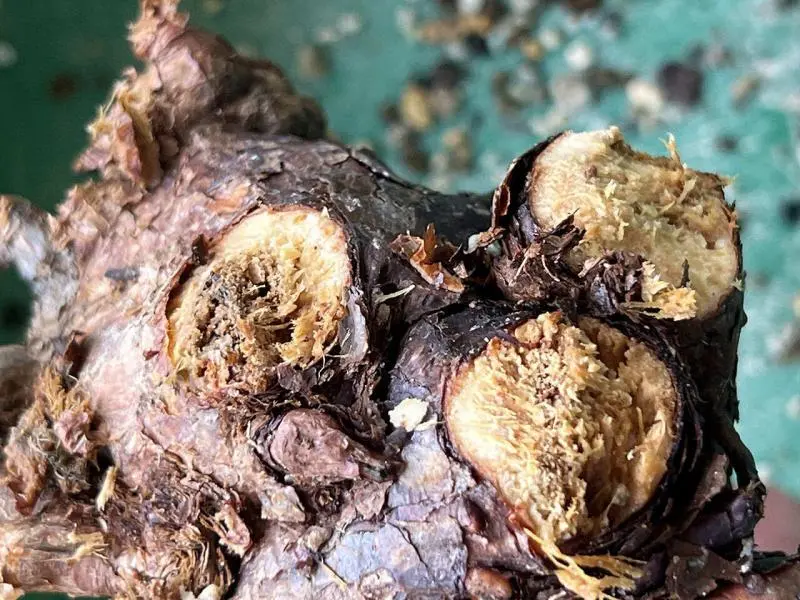 ケラリア・ピグマエア Ceraria pygmaea 現地株の発根管理に関する覚書