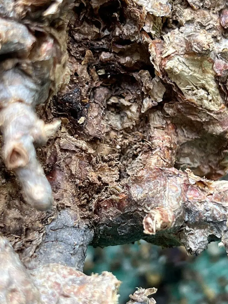 ケラリア・ピグマエア Ceraria pygmaea 現地株の発根管理に関する覚書