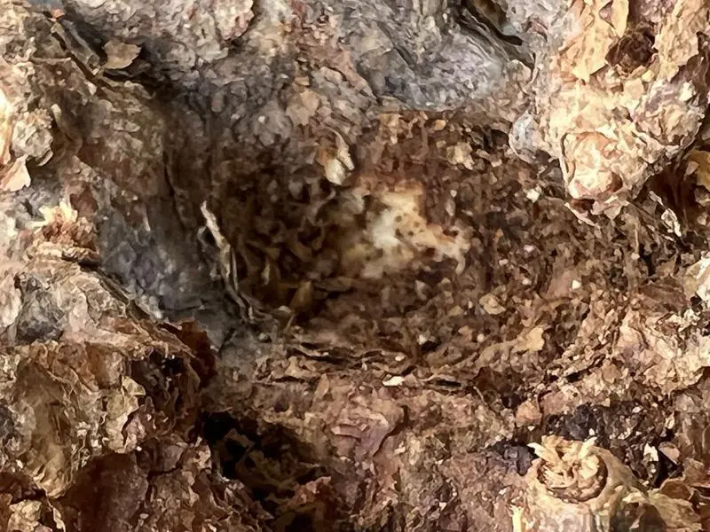 ケラリア・ピグマエア Ceraria pygmaea 現地株の発根管理に関する覚書