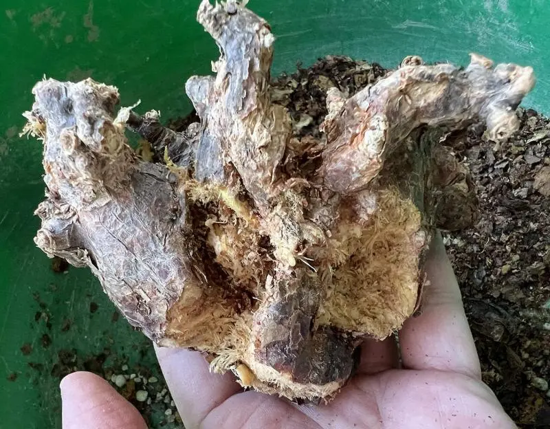 ケラリア・ピグマエア Ceraria pygmaea 現地株の発根管理に関する覚書