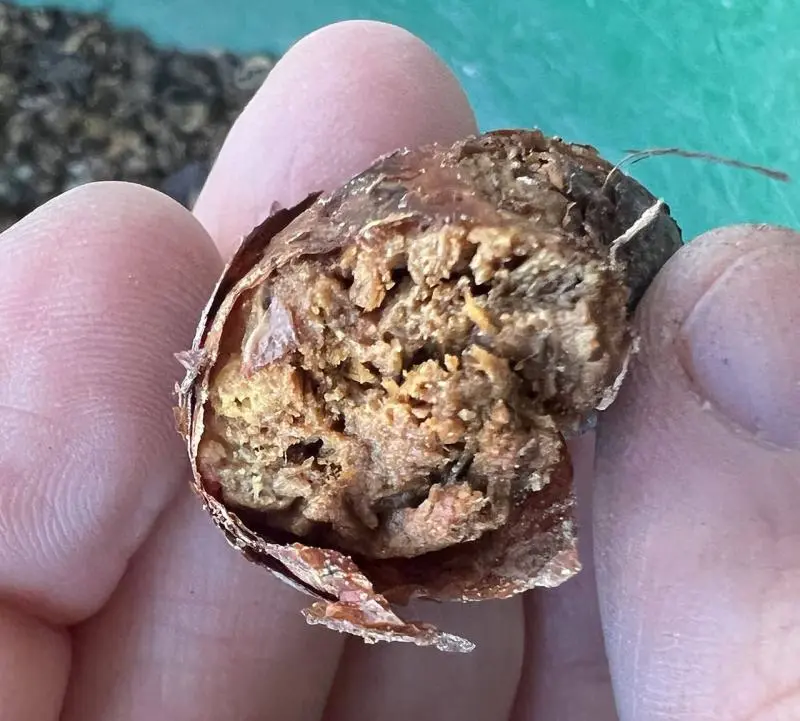 ケラリア・ピグマエア Ceraria pygmaea 現地株の発根管理に関する覚書