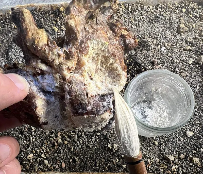 ケラリア・ピグマエア Ceraria pygmaea 現地株の発根管理に関する覚書
