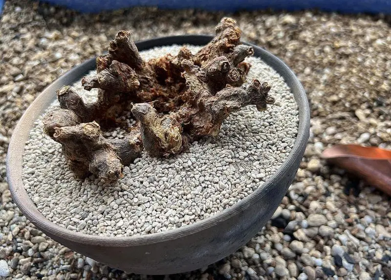 ケラリア・ピグマエア Ceraria pygmaea 現地株の発根管理に関する覚書