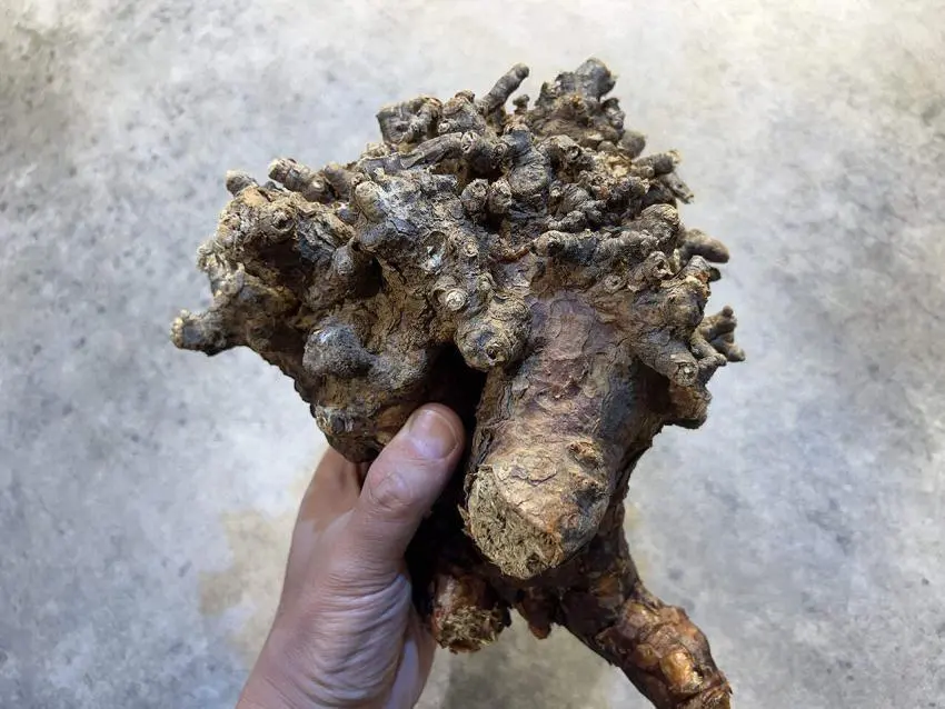 大株のケラリア・ピグマエア Ceraria pygmaea 発根管理日記《下処理