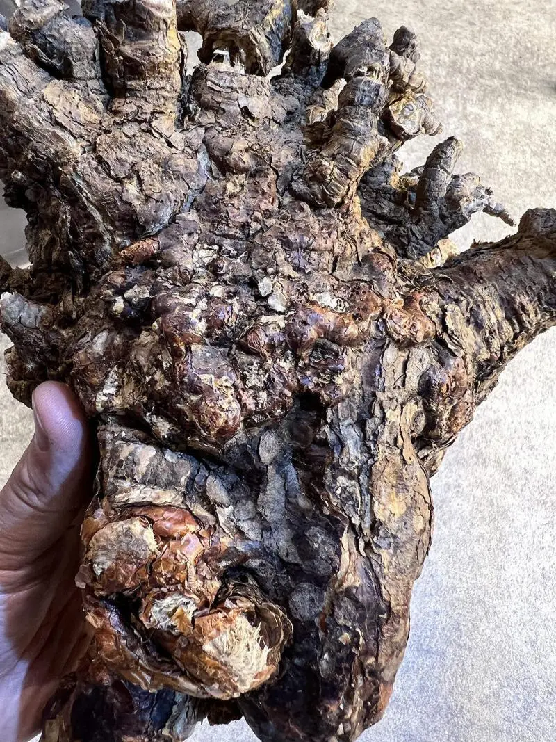 大株のケラリア・ピグマエア Ceraria pygmaea 発根管理日記《下処理