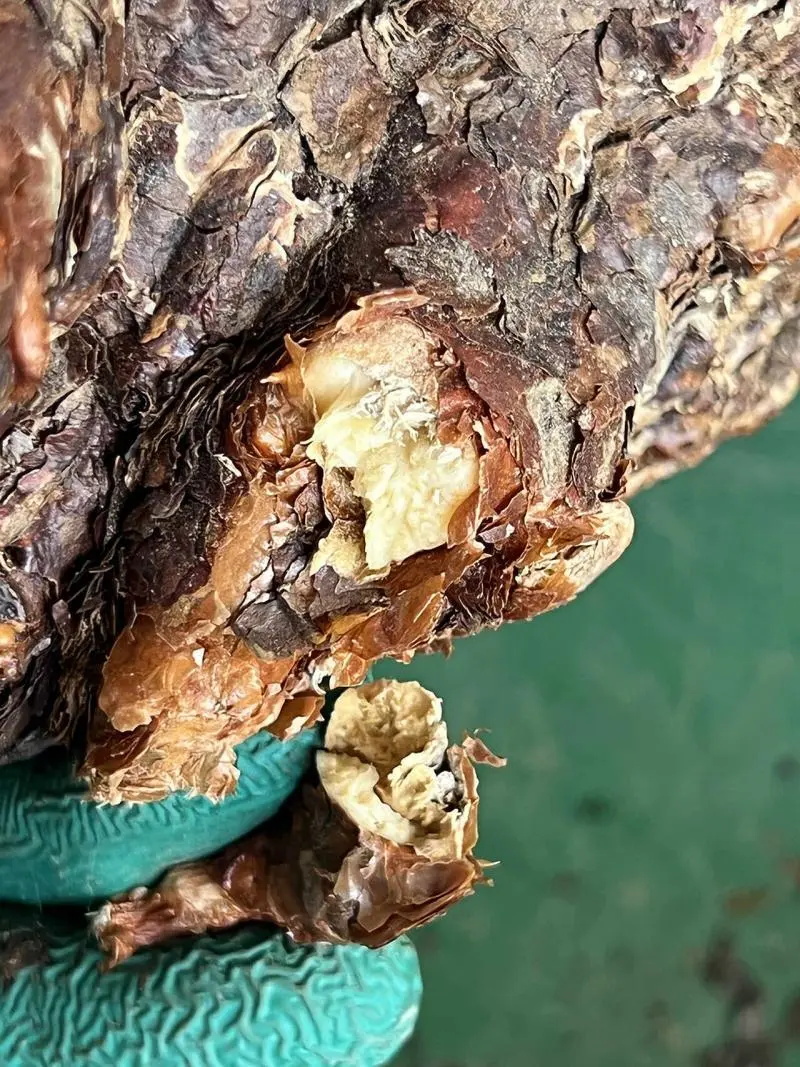 大株のケラリア・ピグマエア Ceraria pygmaea 発根管理日記《下処理