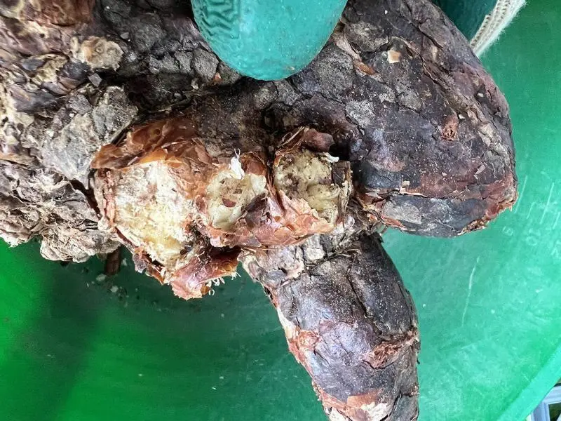 大株のケラリア・ピグマエア Ceraria pygmaea 発根管理日記《下処理