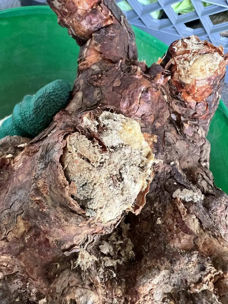 大株のケラリア・ピグマエア Ceraria pygmaea 発根管理日記《下処理