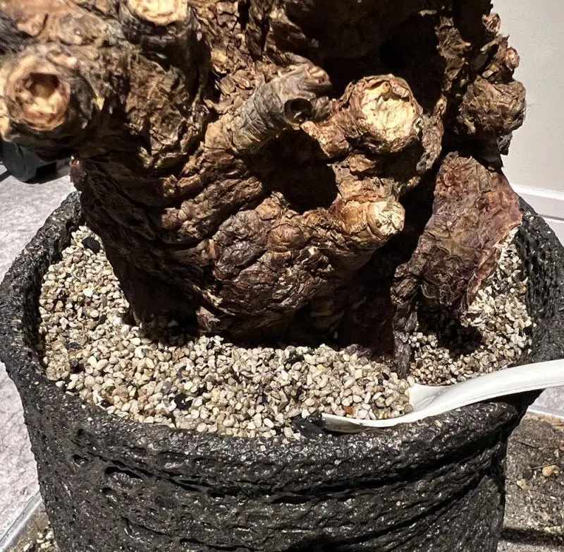 10日目】大株のケラリア・ピグマエア Ceraria pygmaea 発根管理日記 10日目】大株のケラリア・ピグマエア Ceraria pygmaea 発根管理日記
