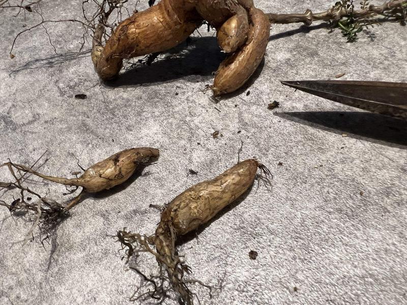 オペルクリカリア・パキプスの根挿し＆挿し木に挑戦｜下処理〜植え込み編