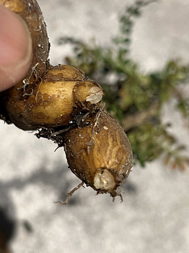 オペルクリカリア・パキプスの根挿し＆挿し木に挑戦｜下処理〜植え込み編