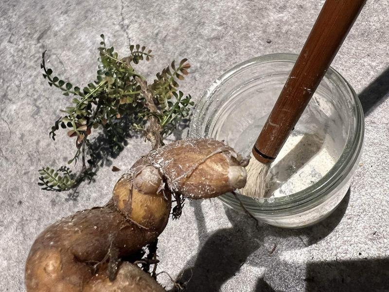 オペルクリカリア・パキプスの根挿し＆挿し木に挑戦｜下処理〜植え込み