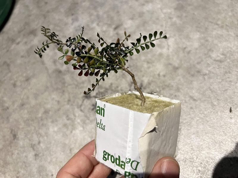 オペルクリカリア・パキプスの根挿し＆挿し木に挑戦｜下処理〜植え込み編